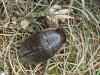 Dytiscus semisulcatus